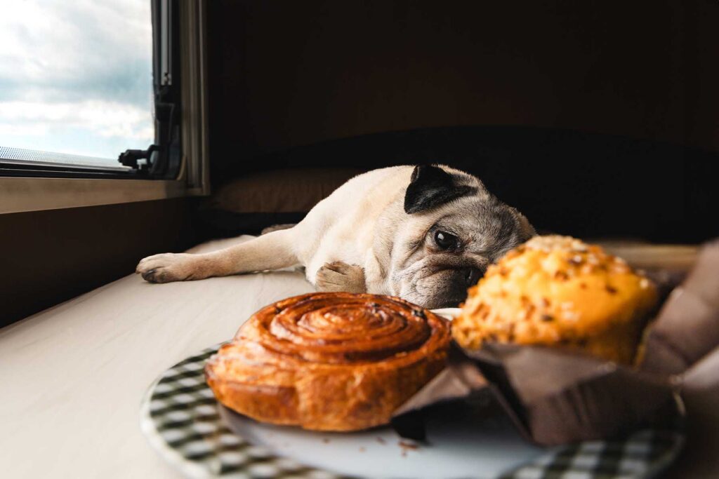 Pug lying on a table near a window, staring at a cinnamon roll and a muffin in the foreground