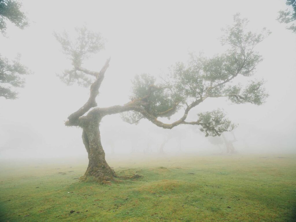 Twisted tree in a foggy field with soft light and low visibility across grassy landscape
