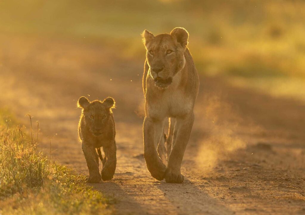 Lioness and cub walking side by side along a dusty path in warm golden light