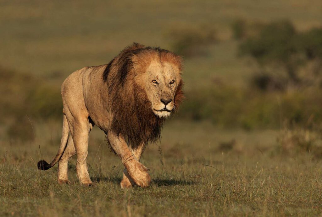 Male lion with full mane walking through dry grassland, looking ahead