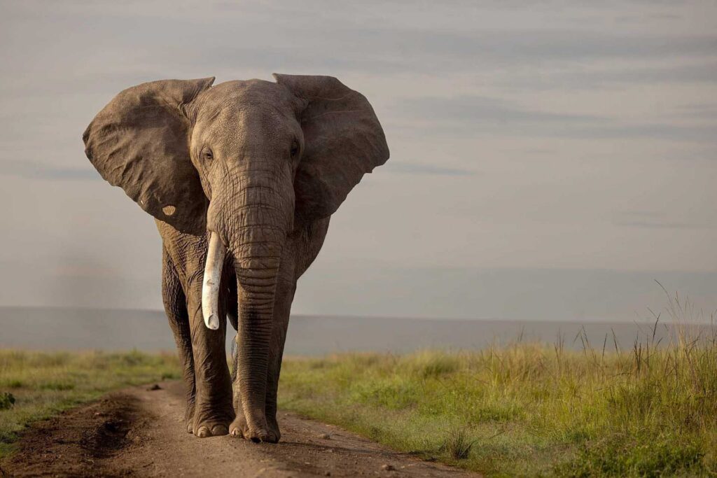 Elephant walking toward the camera on a dirt track with open savannah behind