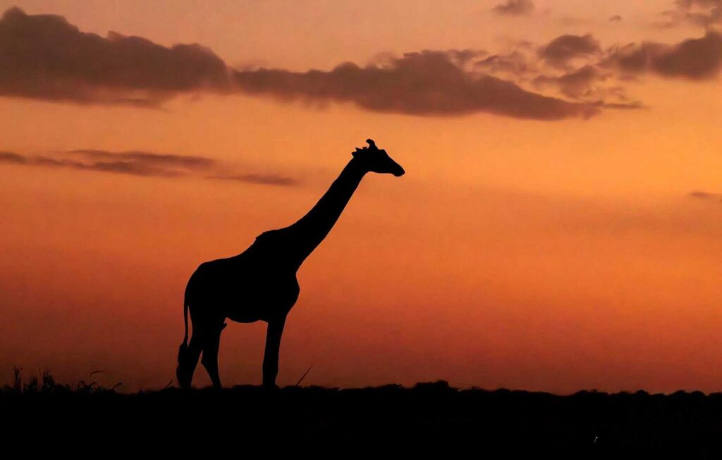 Silhouette of a giraffe standing against an orange sunset sky
