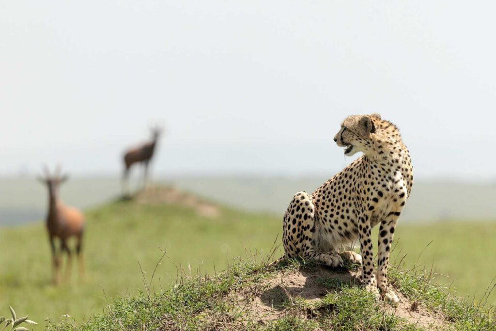 Cheetah sitting alert on a small mound with antelope blurred in the background