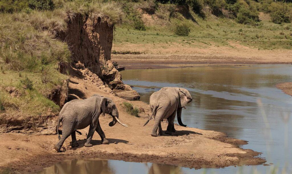 Two elephants walking along a riverbank with dry earth and water beside them