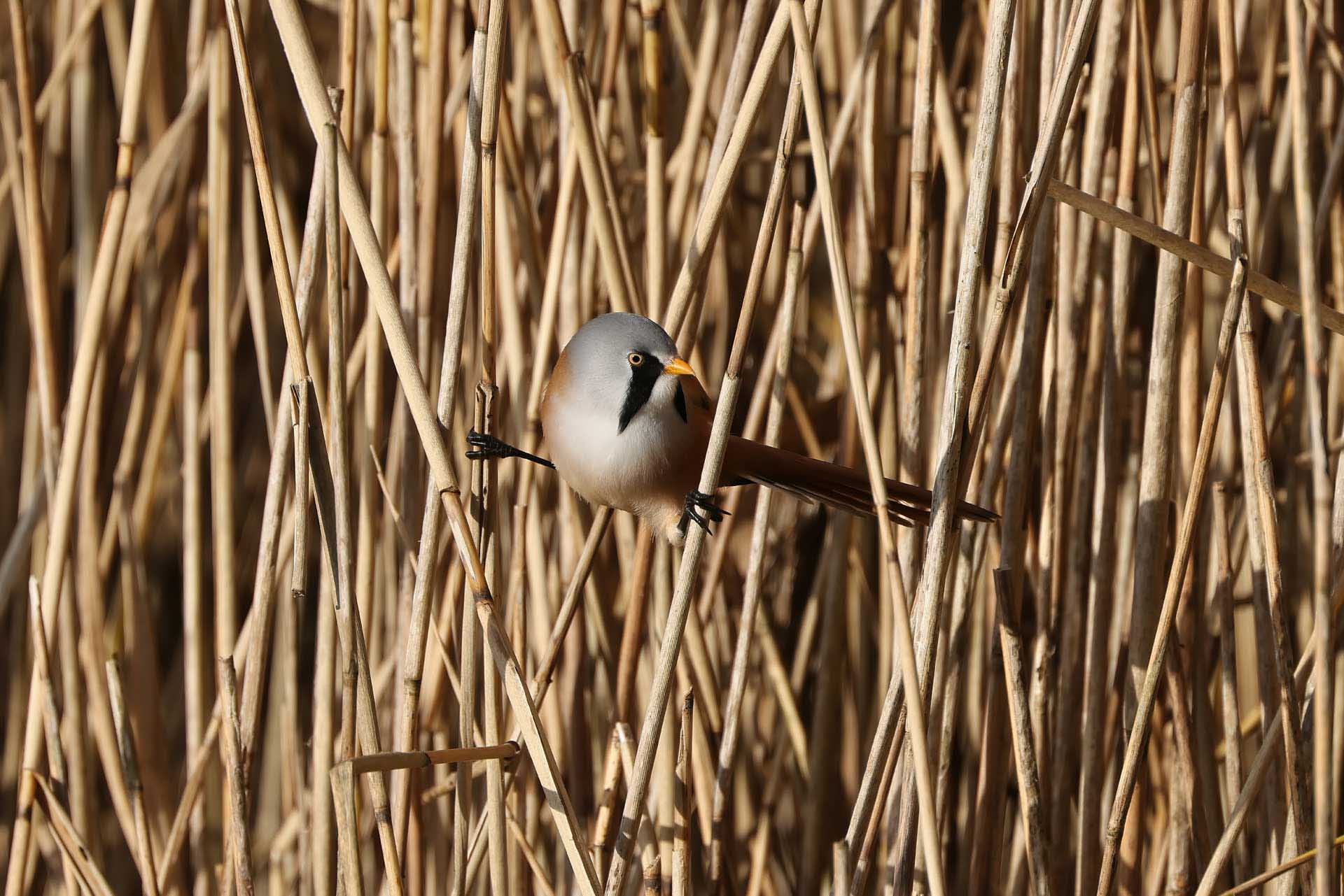 Small bird perched among dense vertical reeds, blending into the natural tan background.