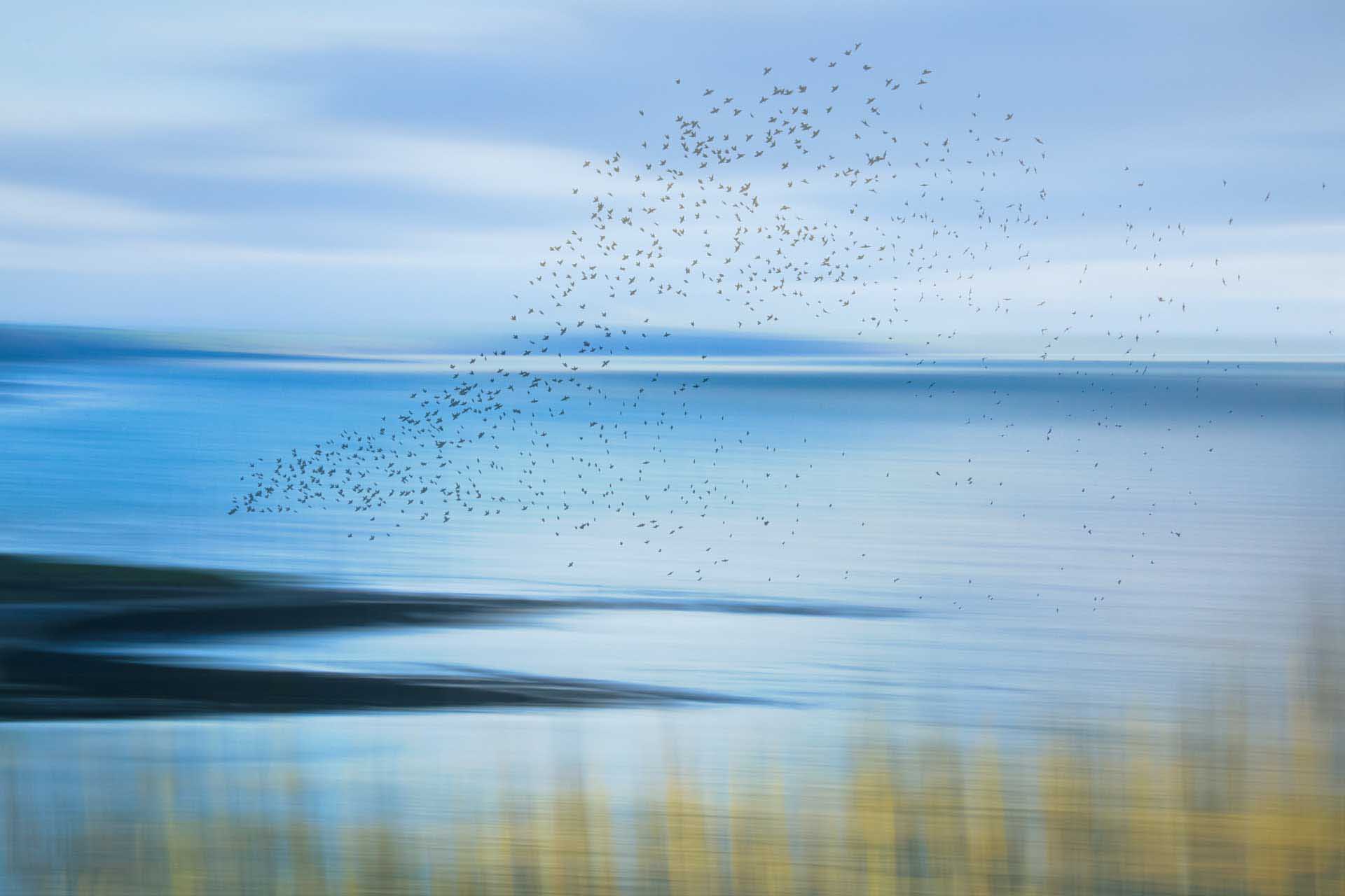 Flock of birds forming a loose shape over a calm blue sea with soft motion blur.