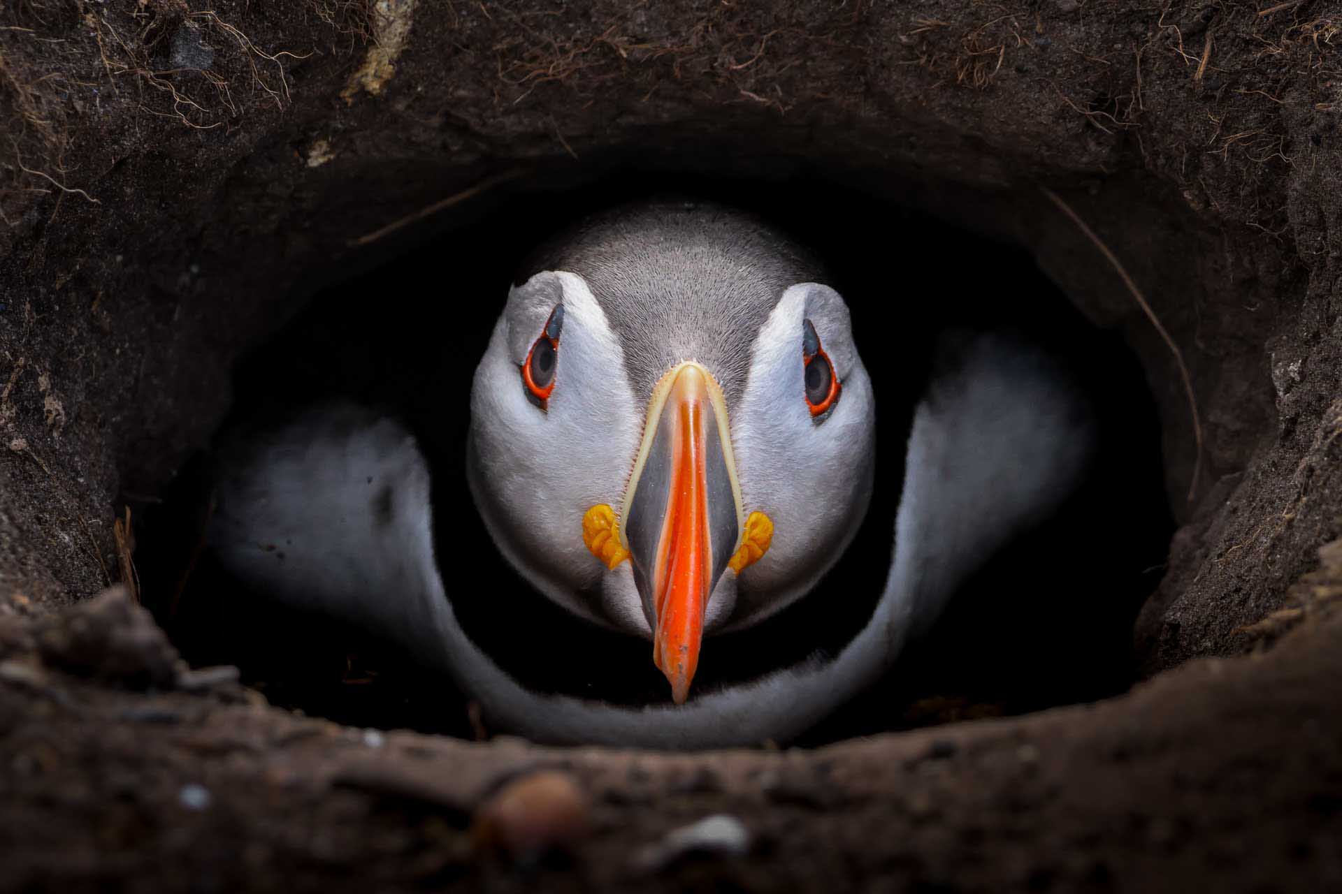Close-up of a puffin peering out from a burrow, its orange beak and eyes sharply contrasted against dark soil.