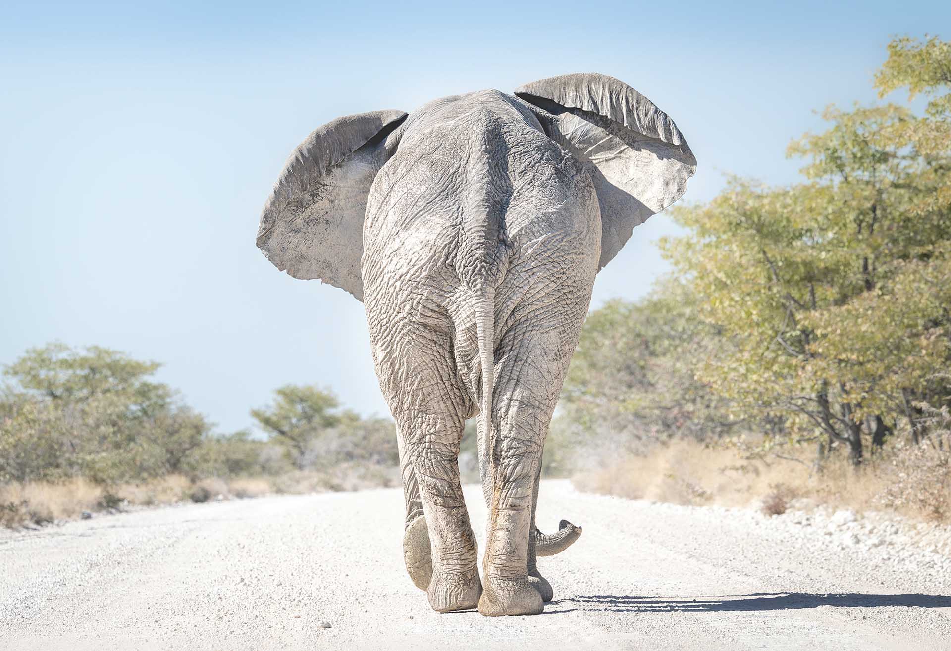 Elephant walking away down a dusty road with trees on either side, viewed from behind.