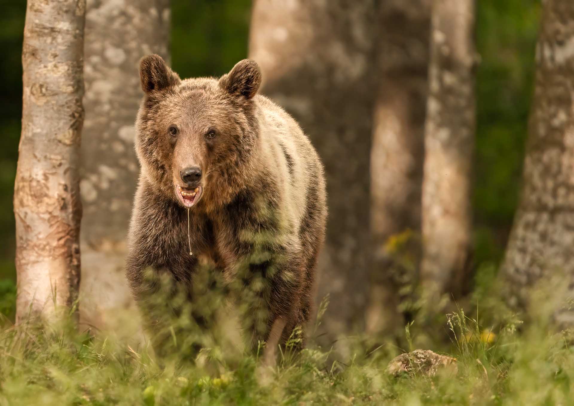 Brown bear walking through a forest clearing with trees and grass in the background.