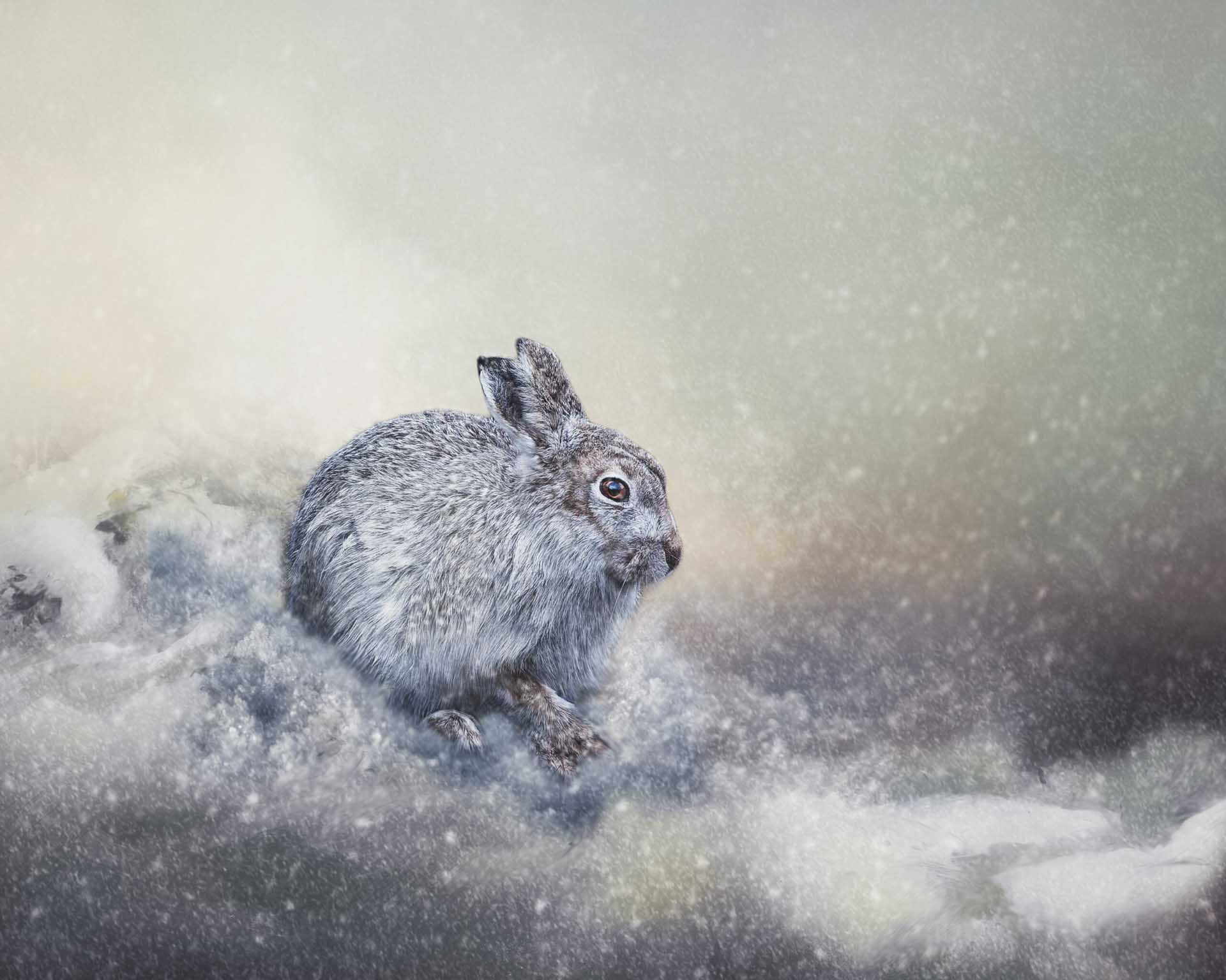 Rabbit crouched in snow, with snow flakes falling around it