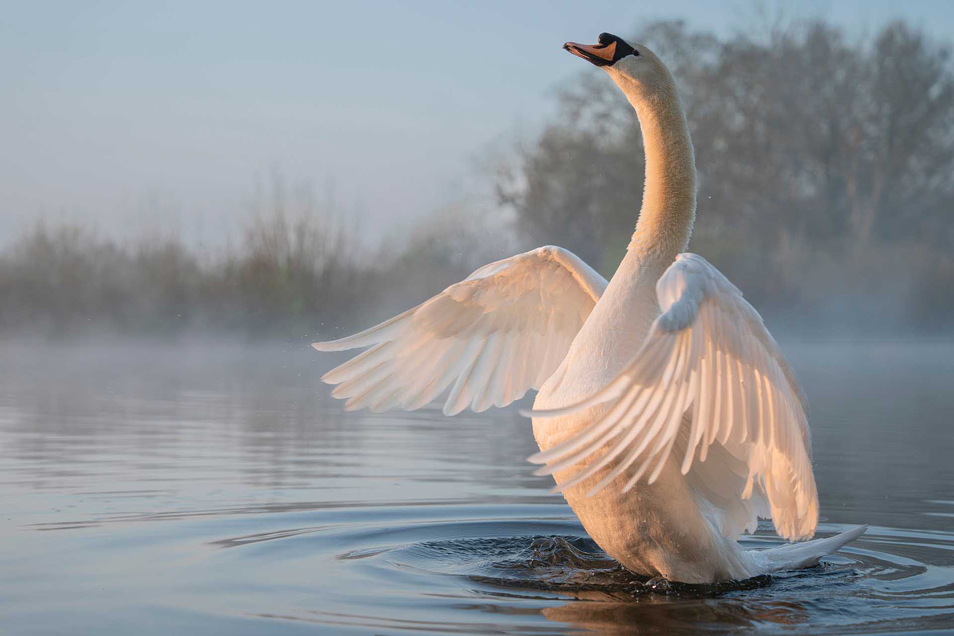 Swan lifting its wings while standing in calm water, softly lit by warm light with misty trees in the background.
