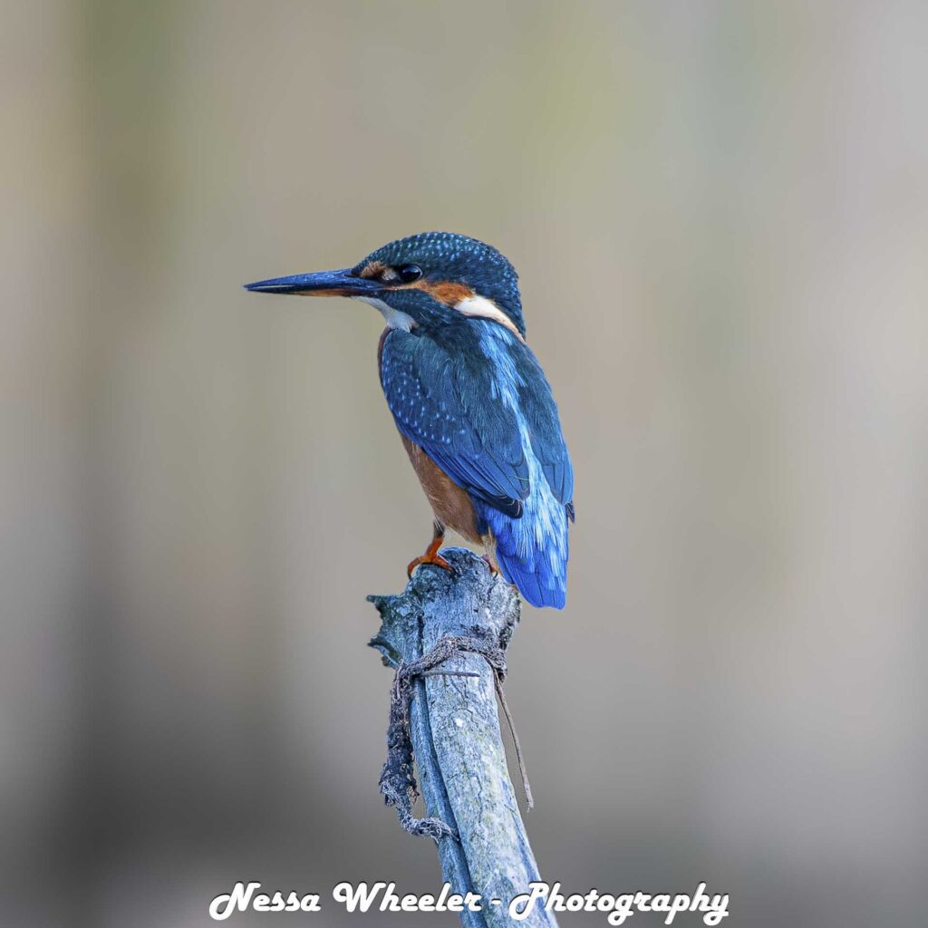 Blue kingfisher perched on a weathered post against a soft grey background, with “Nessa Wheeler - Photography” overlaid at the bottom.