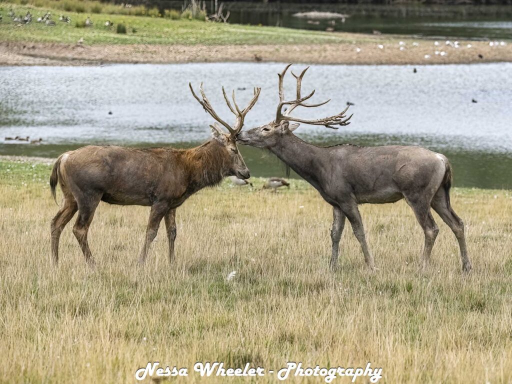 Two stags touching antlers in long grass beside a lake, with “Nessa Wheeler - Photography” overlaid at the bottom.