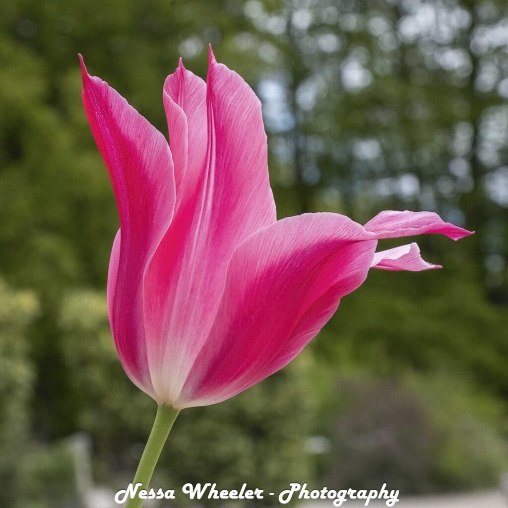 Close-up of a bright pink tulip with delicate petals against a blurred green garden background.