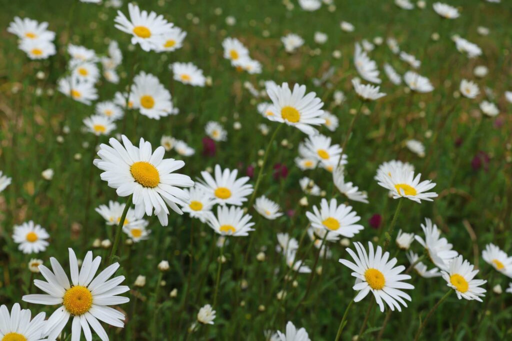 White daisies with yellow centers scattered across a green meadow, with several flowers in sharp focus against a softly blurred background.