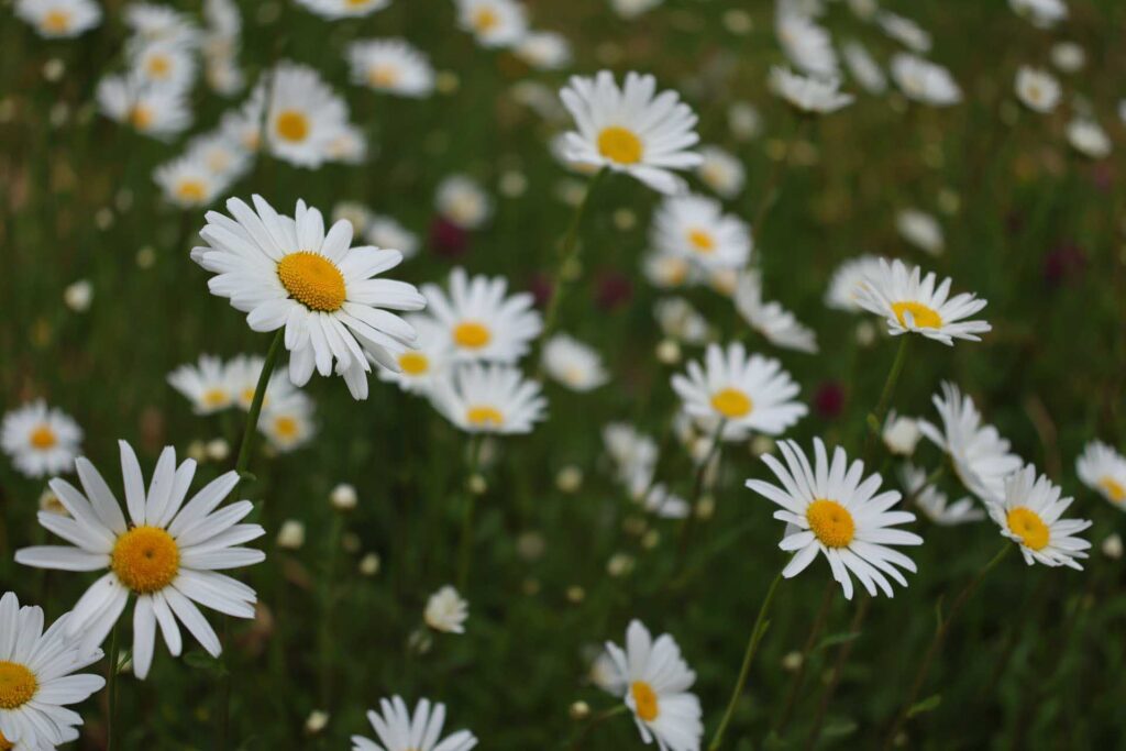 Close-up of white daisies with yellow centers growing in a grassy meadow, with shallow depth of field creating a soft blurred background.
