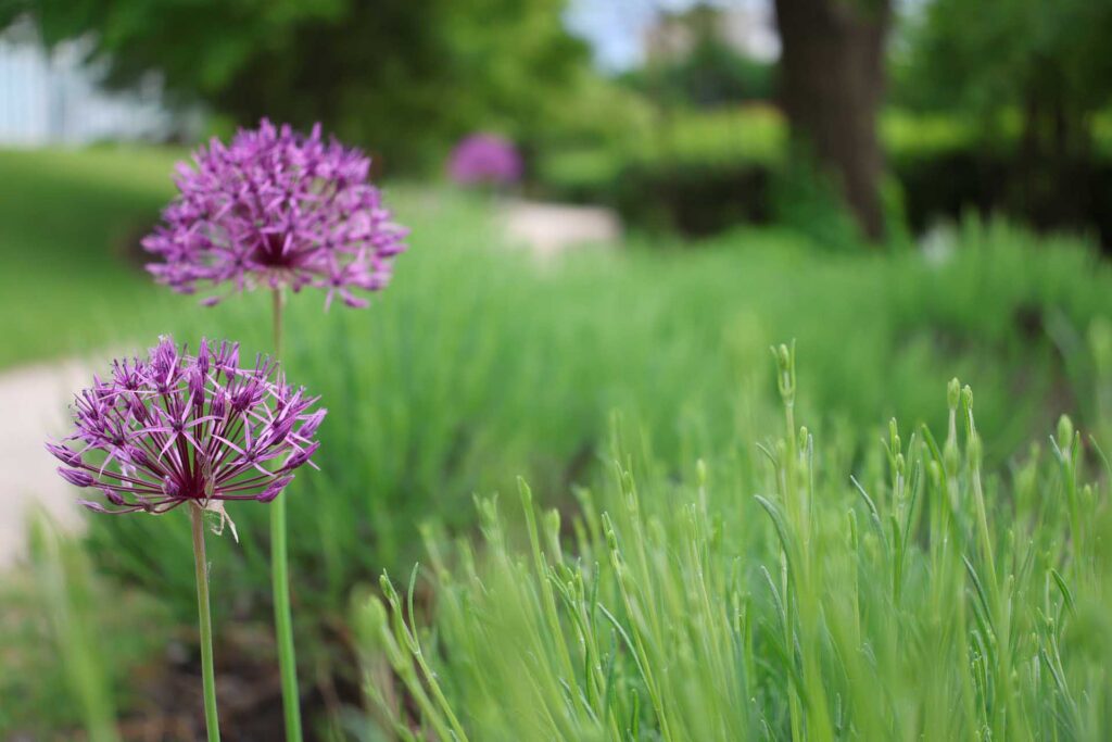 Two purple allium flower blooms rising above green grass in a garden, with trees and a walkway softly blurred in the background.