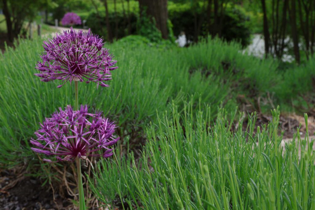 Close-up of purple allium flowers surrounded by green grass and garden plants, with a landscaped garden fading into the background.