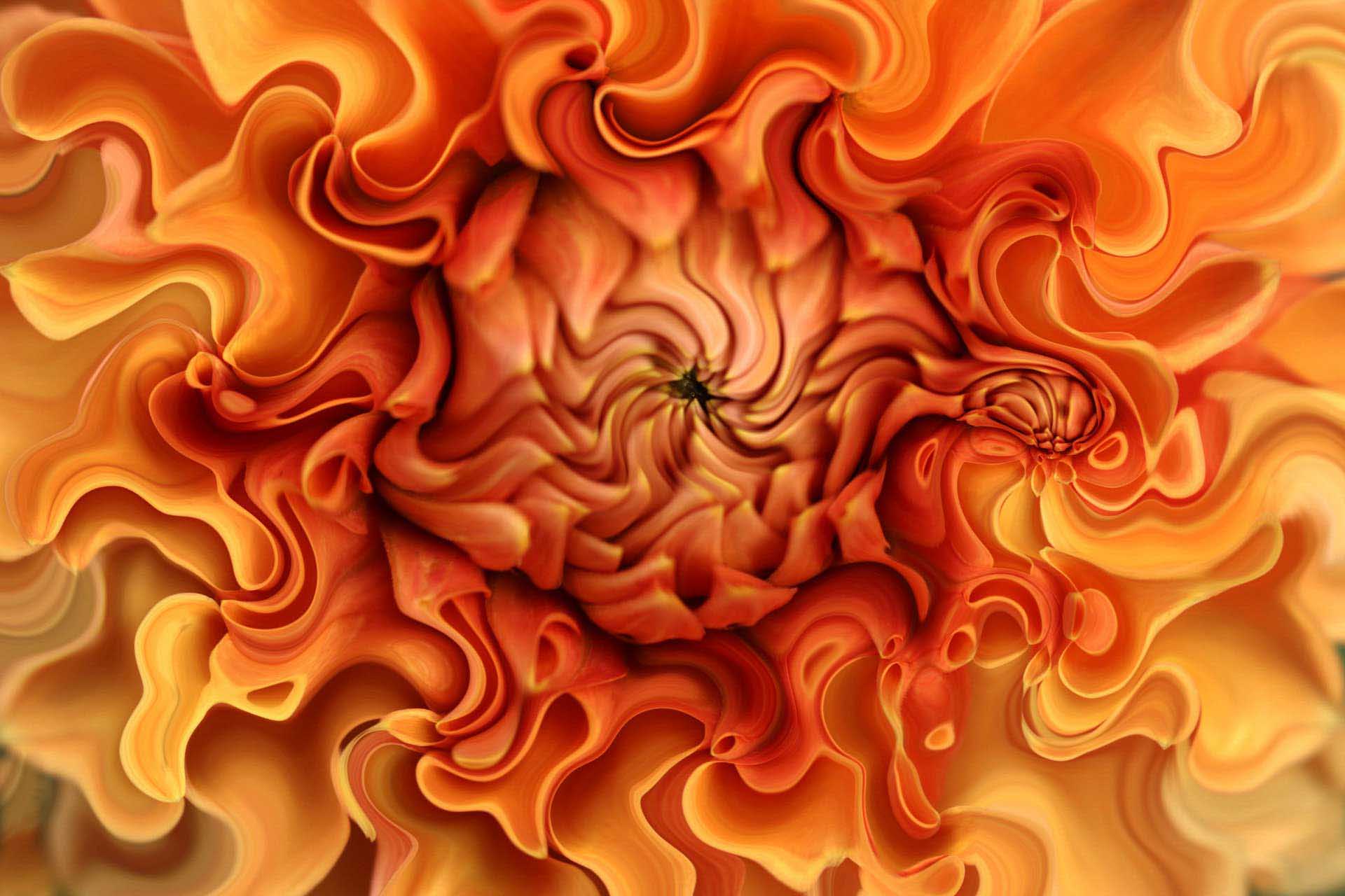 a close up of an orange flower with swirling petals in layers
