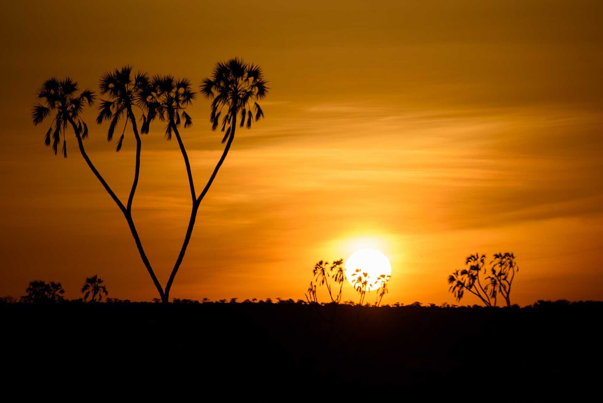 Silhouetted palm trees at sunset against an orange sky.
