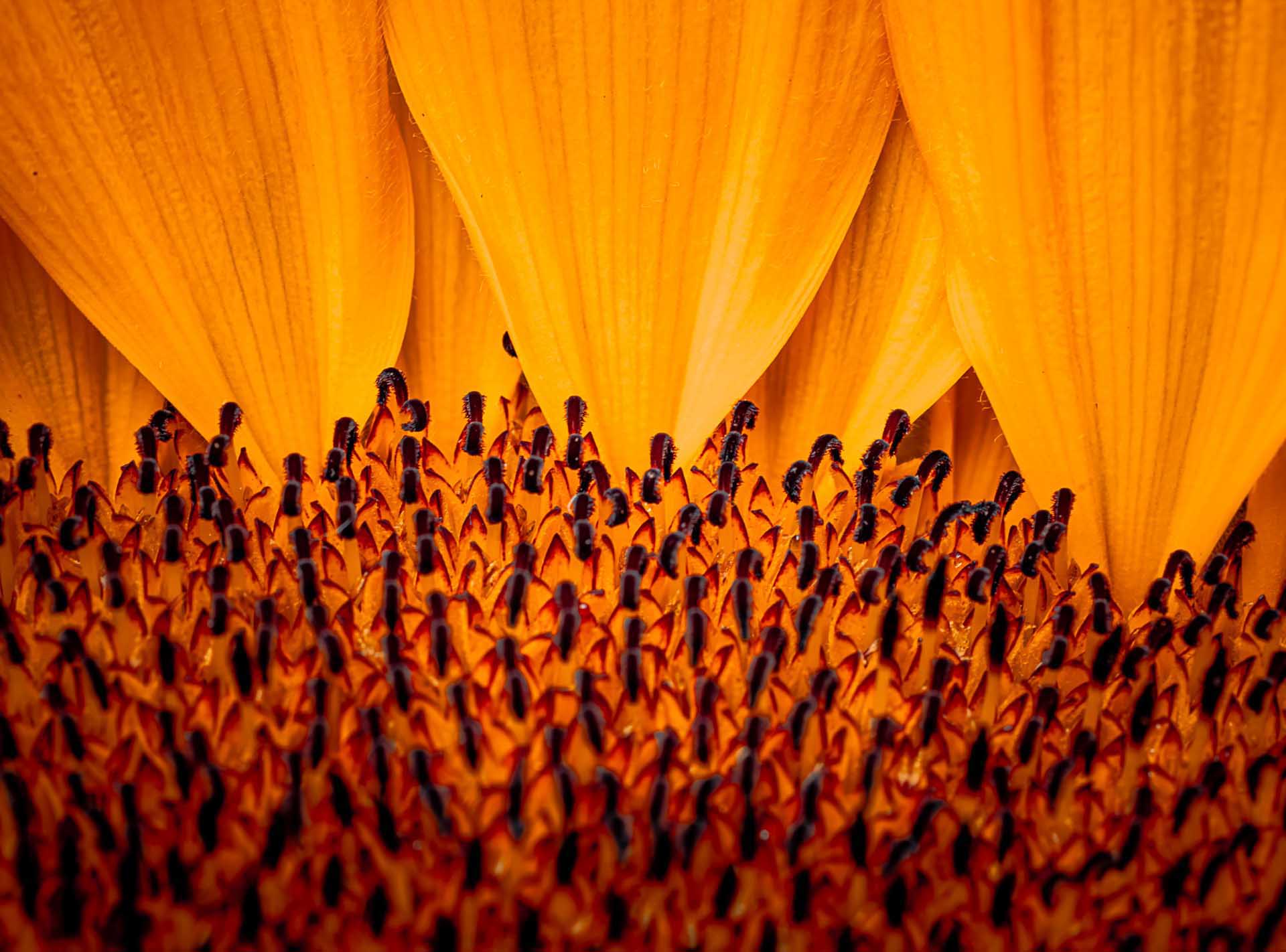 Macro photograph of flower stamens and petals in orange and yellow tones.
