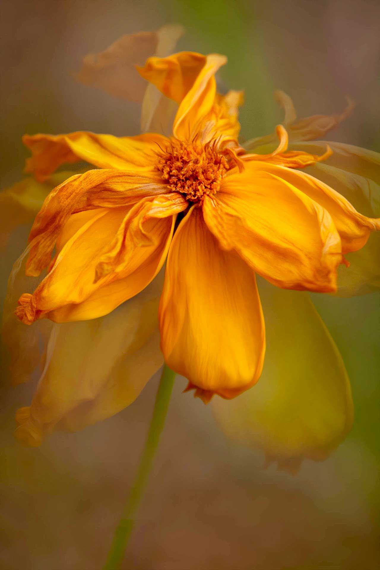 Close-up of a yellow-orange flower with soft blurred petals in the background.
