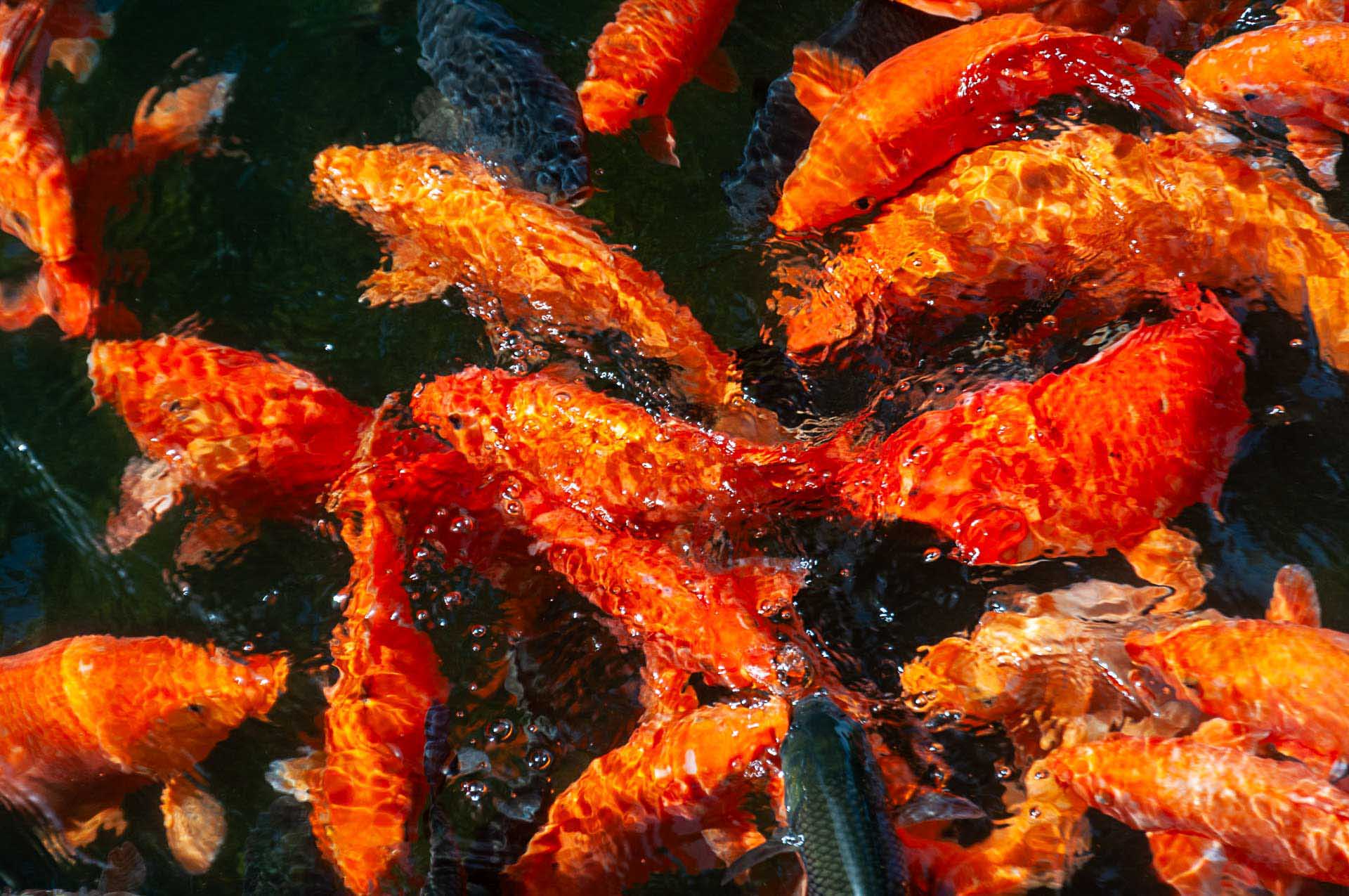 Bright orange koi fish swimming in dark water.