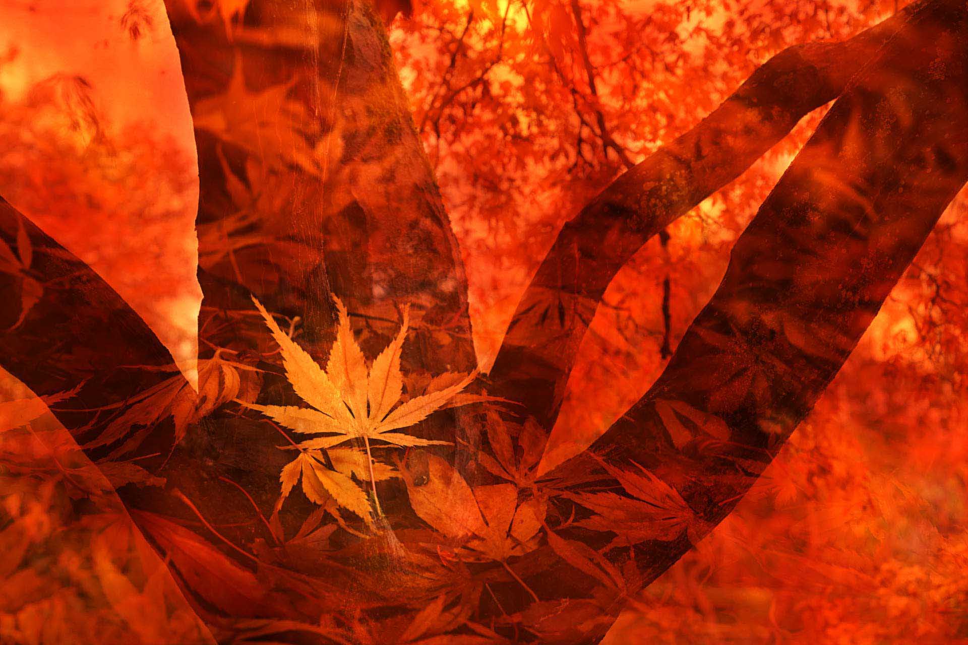 Double exposure of autumn leaves and tree branches in orange and red tones.