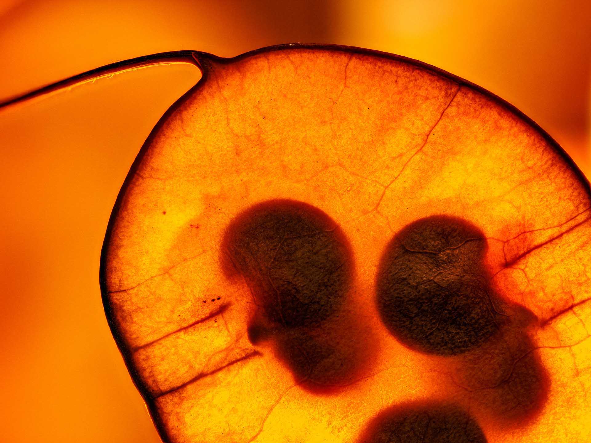 Macro image of translucent seed pods lit in orange tones.