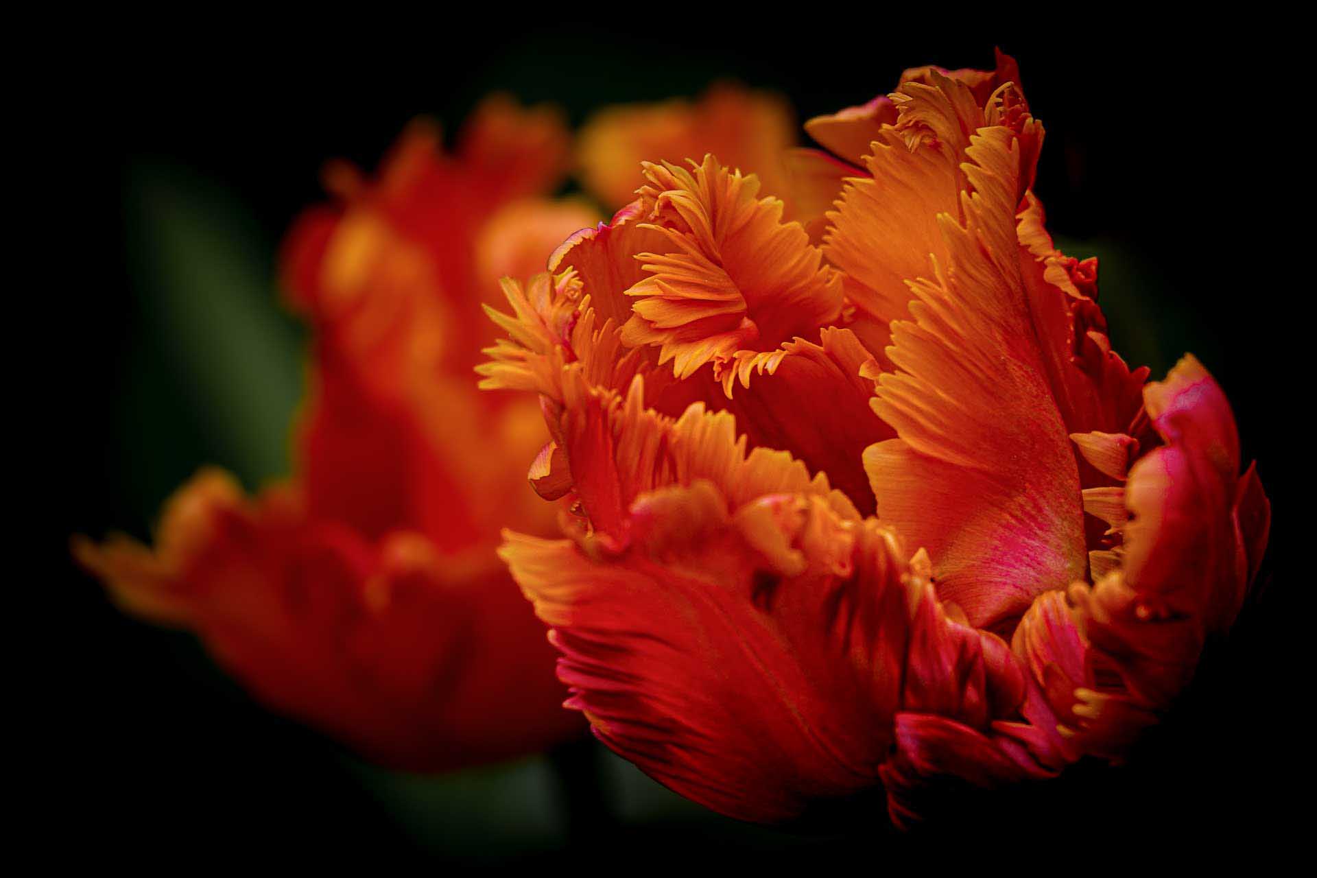 Close-up of orange fringed tulip petals against a dark background.