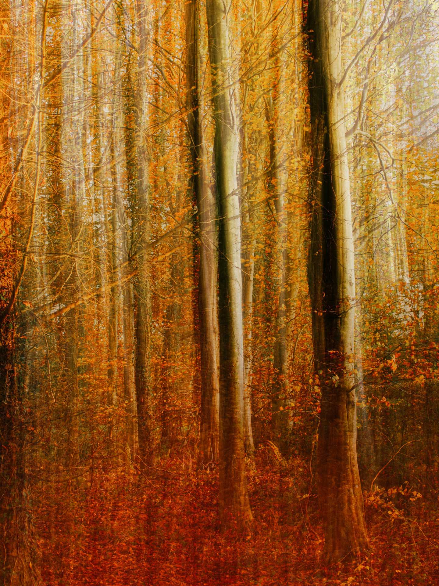 Sunlit woodland with tall tree trunks and orange autumn foliage.