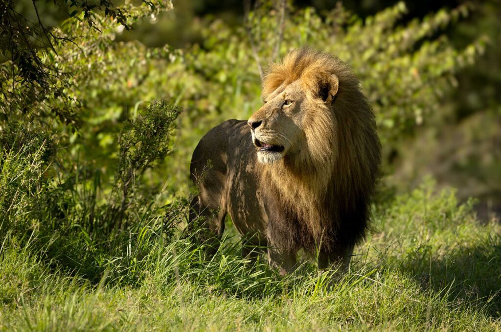 SheClicks Kenya Wildlife Safari Photography Workshop