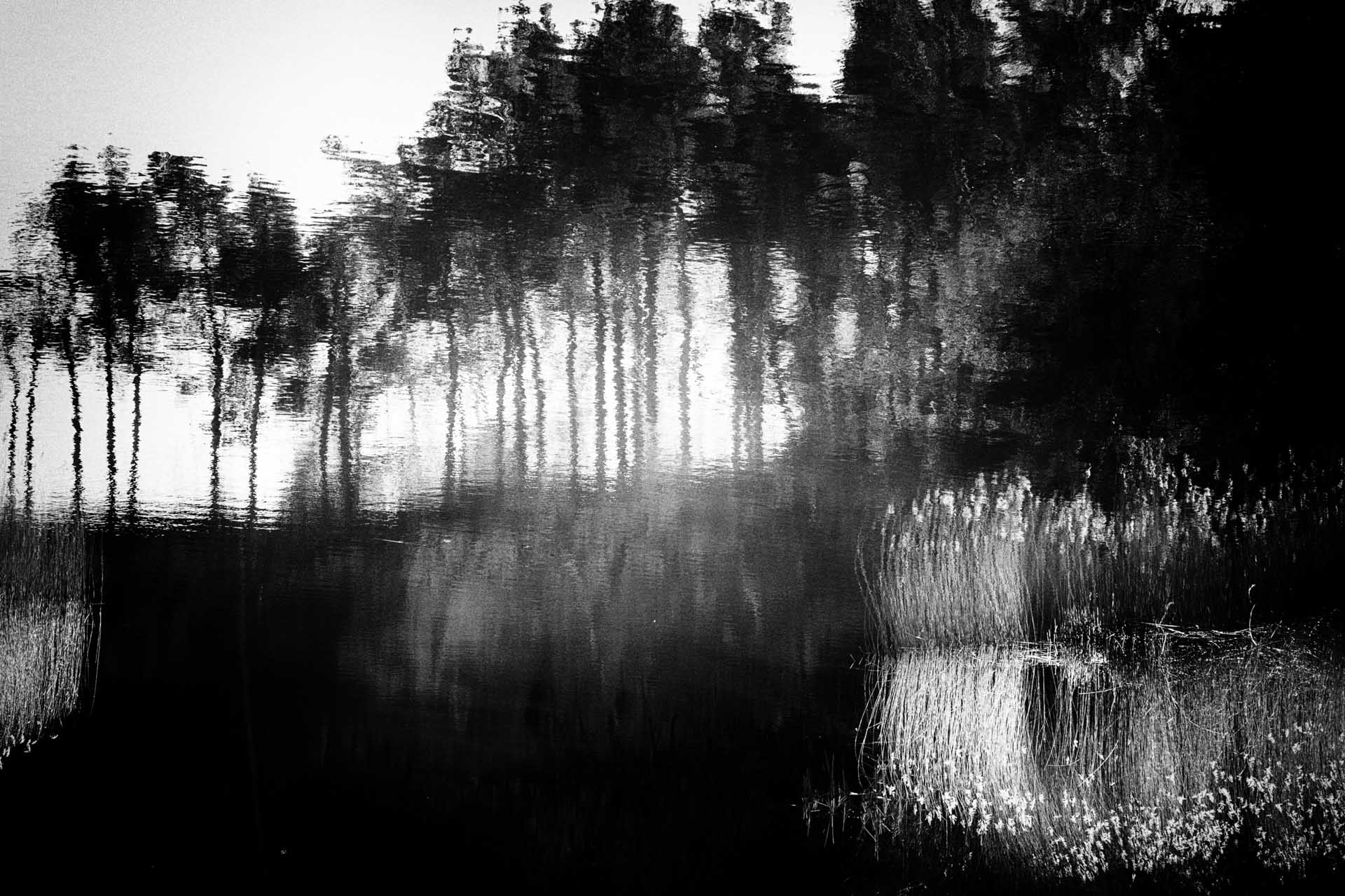 Black-and-white abstract landscape showing reflections of trees and reeds on rippling water, creating blurred vertical shapes and high-contrast patterns.
