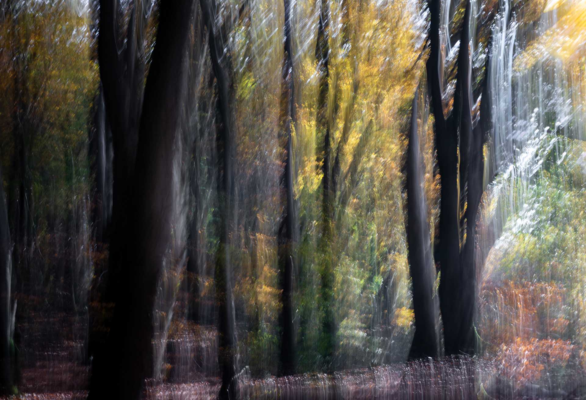Intentional-motion-blur photograph of a forest with dark tree trunks and soft streaks of autumn colors, creating a painterly effect.