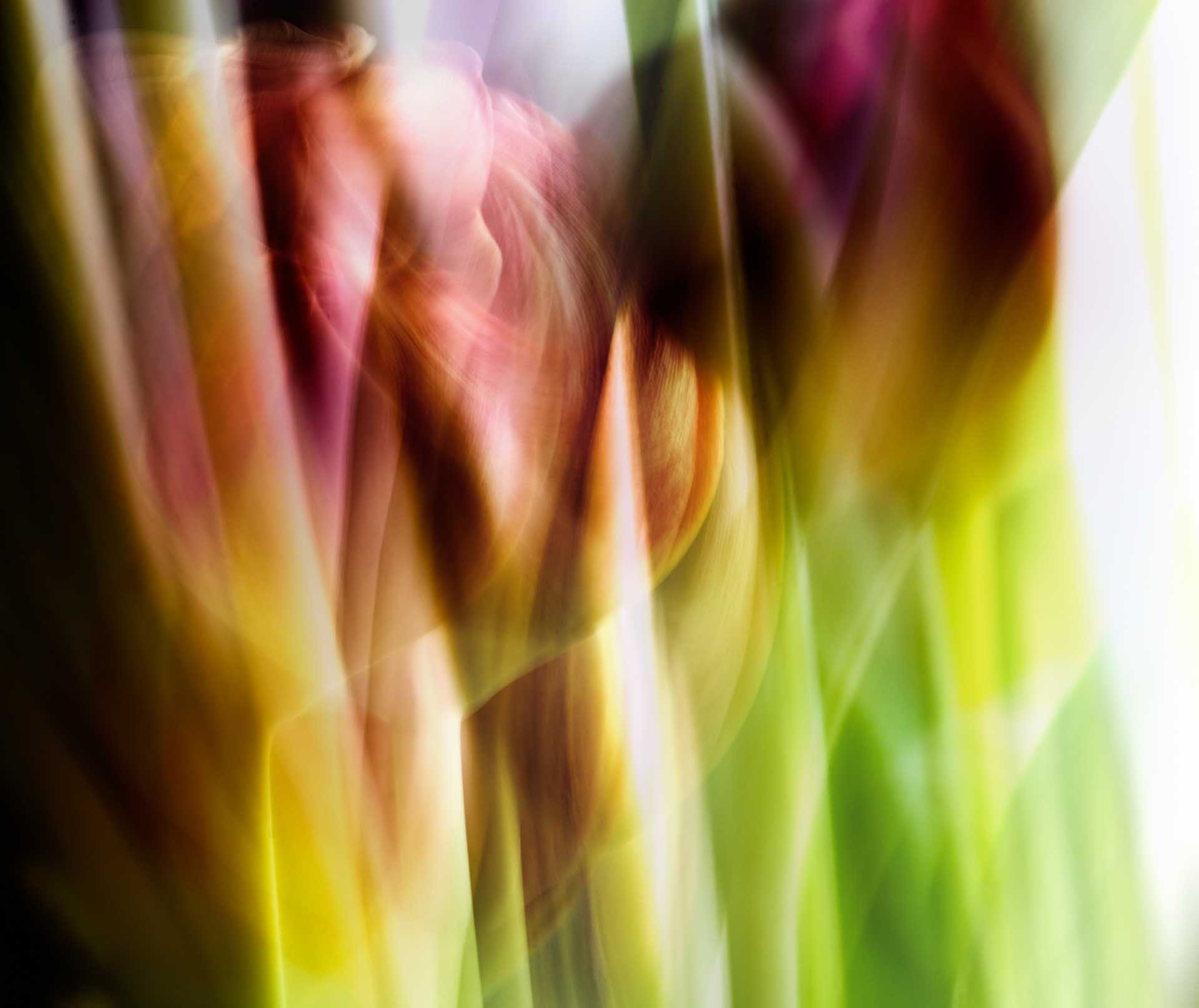 Abstract close-up of tulips rendered as flowing streaks of pink, red, yellow, and green through motion blur.