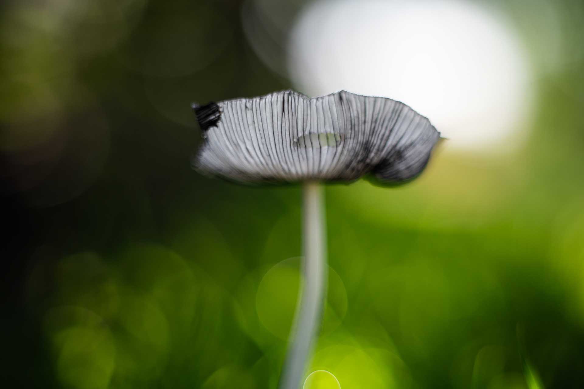 Delicate translucent mushroom with a slender stem and a water droplet resting on its cap against a soft green bokeh background.