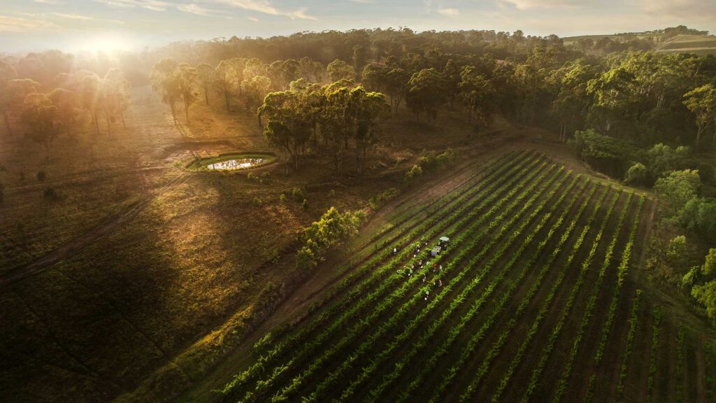 Aerial view of vineyard rows at sunrise, bordered by trees and rolling countryside.