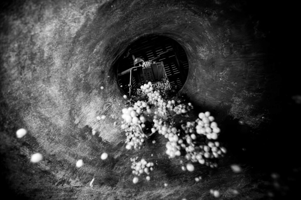 Black-and-white view from inside a large barrel as grapes spill from a crate held by a worker above.