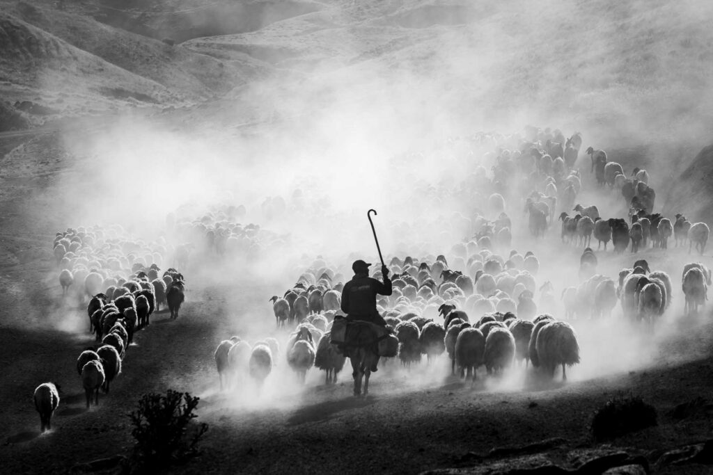 Shepherd on horseback guiding a large flock of sheep through a dusty valley in a black-and-white landscape.