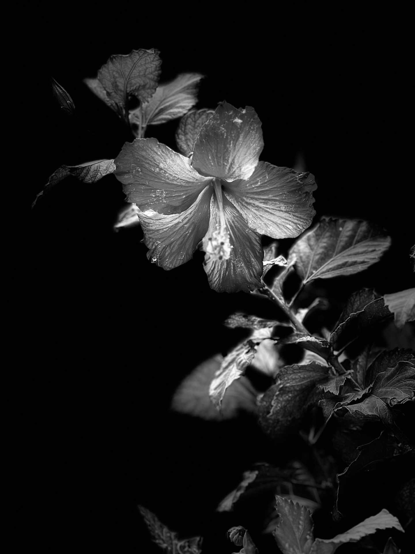 Black and white close-up of a hibiscus flower emerging from deep shadow against a dark background.