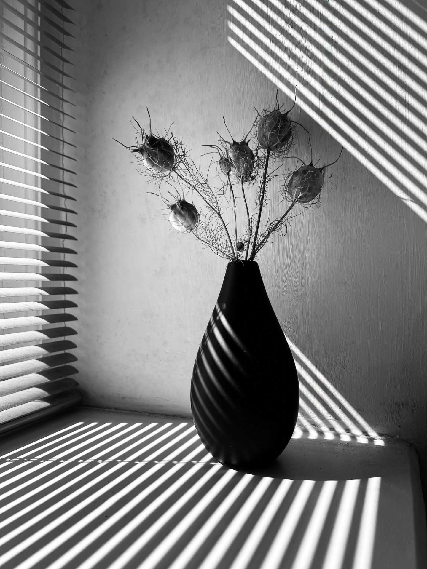 Dried seed heads in a vase illuminated by striped shadows from window blinds.