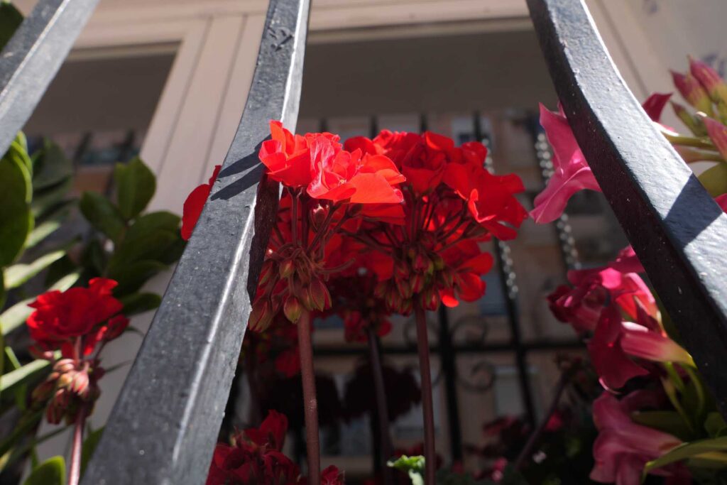 Red geranium blossoms framed by black wrought-iron bars, photographed from below with a sunlit window in the background.