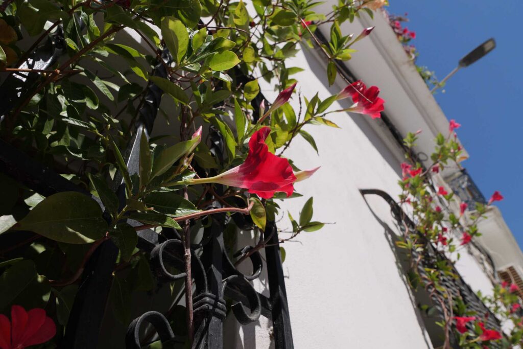 Red trumpet-shaped flowers climbing a wrought-iron balcony railing against a white building and blue sky.