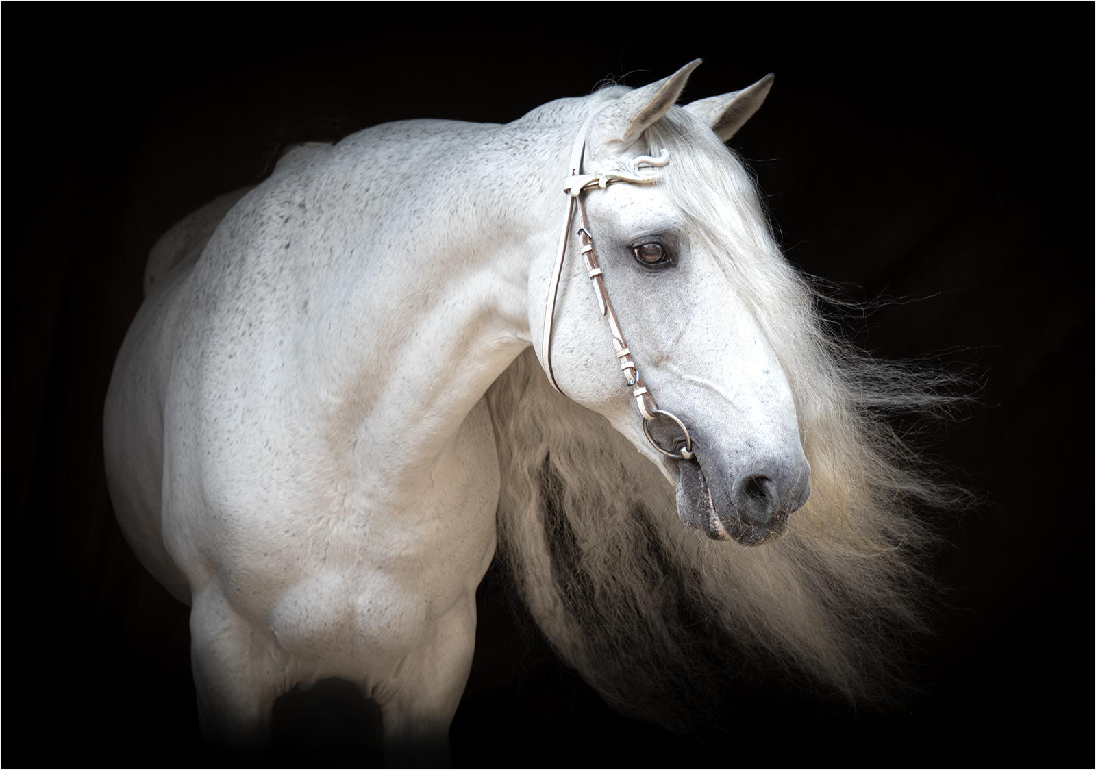 Close-up portrait of a grey horse with a flowing mane against a black background.