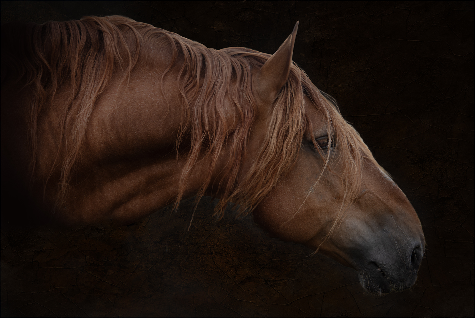 Profile portrait of a chestnut horse with a long, wavy mane against a dark background.