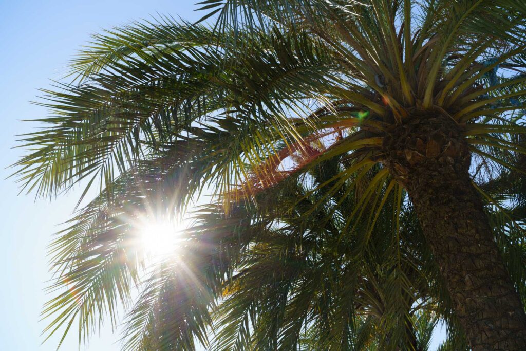 Sunlight shines through the fronds of a palm tree against a clear blue sky, creating colourful lens flare.