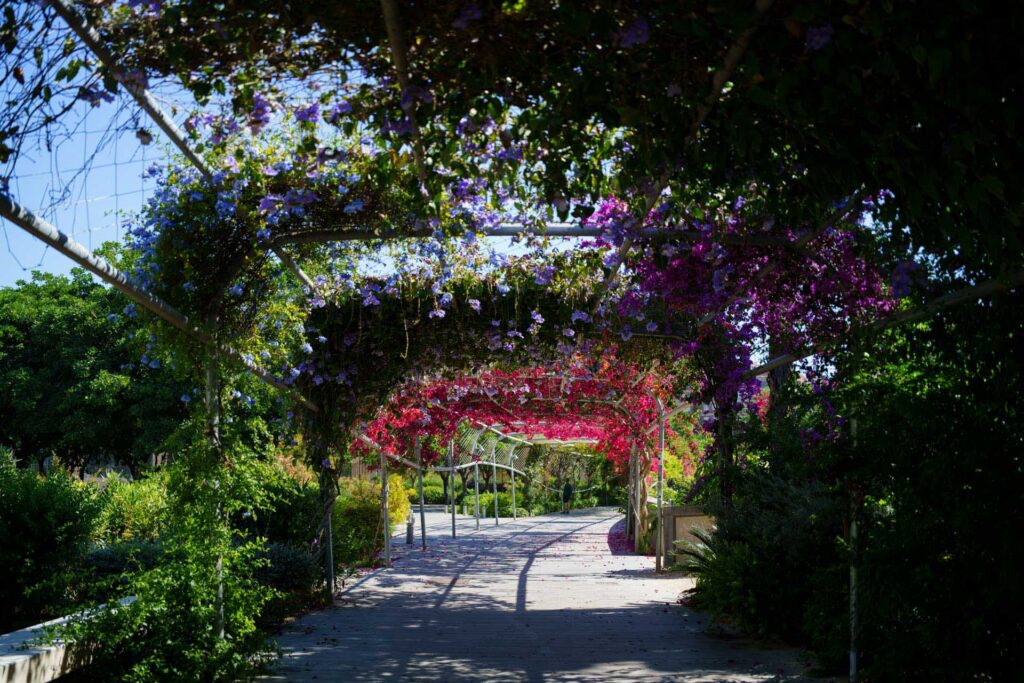 A pergola covered with purple and pink flowering plants forms a colourful walkway through a garden in Valencia.