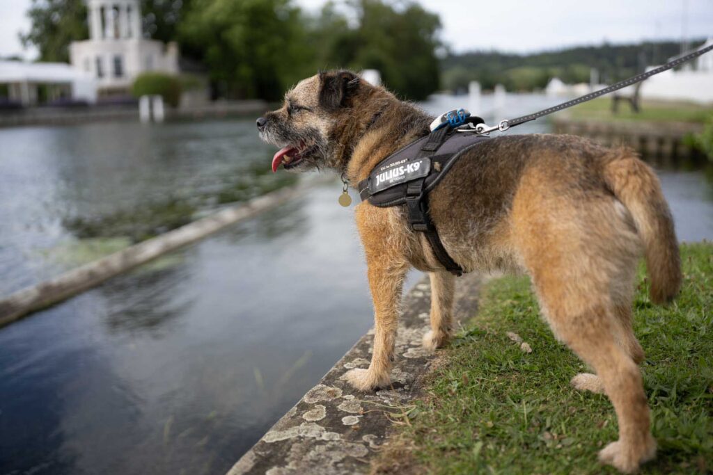 Border Terrier Otto stands beside the River Thames wearing a Julius-K9 harness, with Temple Island softly blurred in the background.