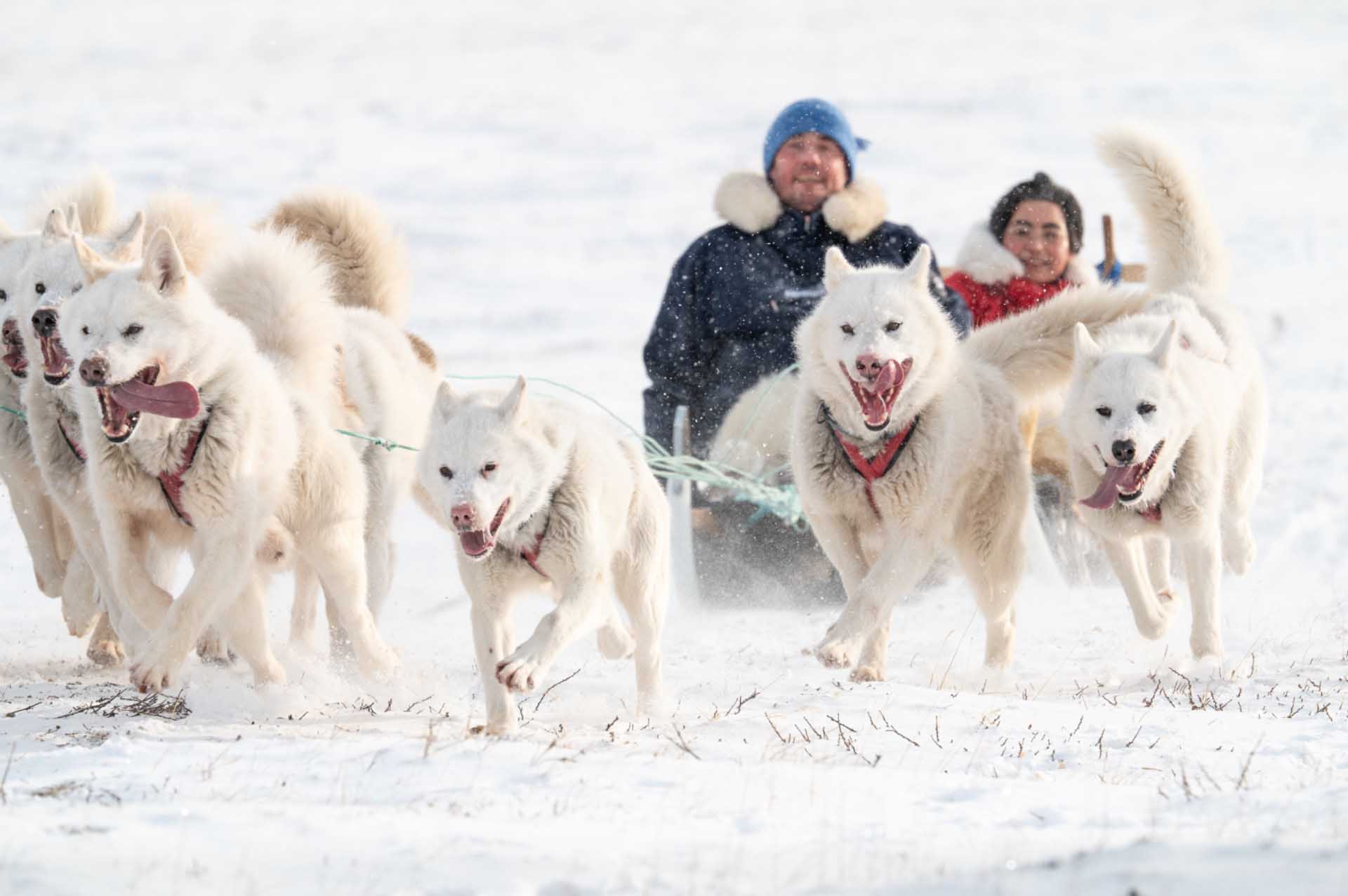 A team of white sled dogs races towards the camera through falling snow, pulling two warmly dressed riders.