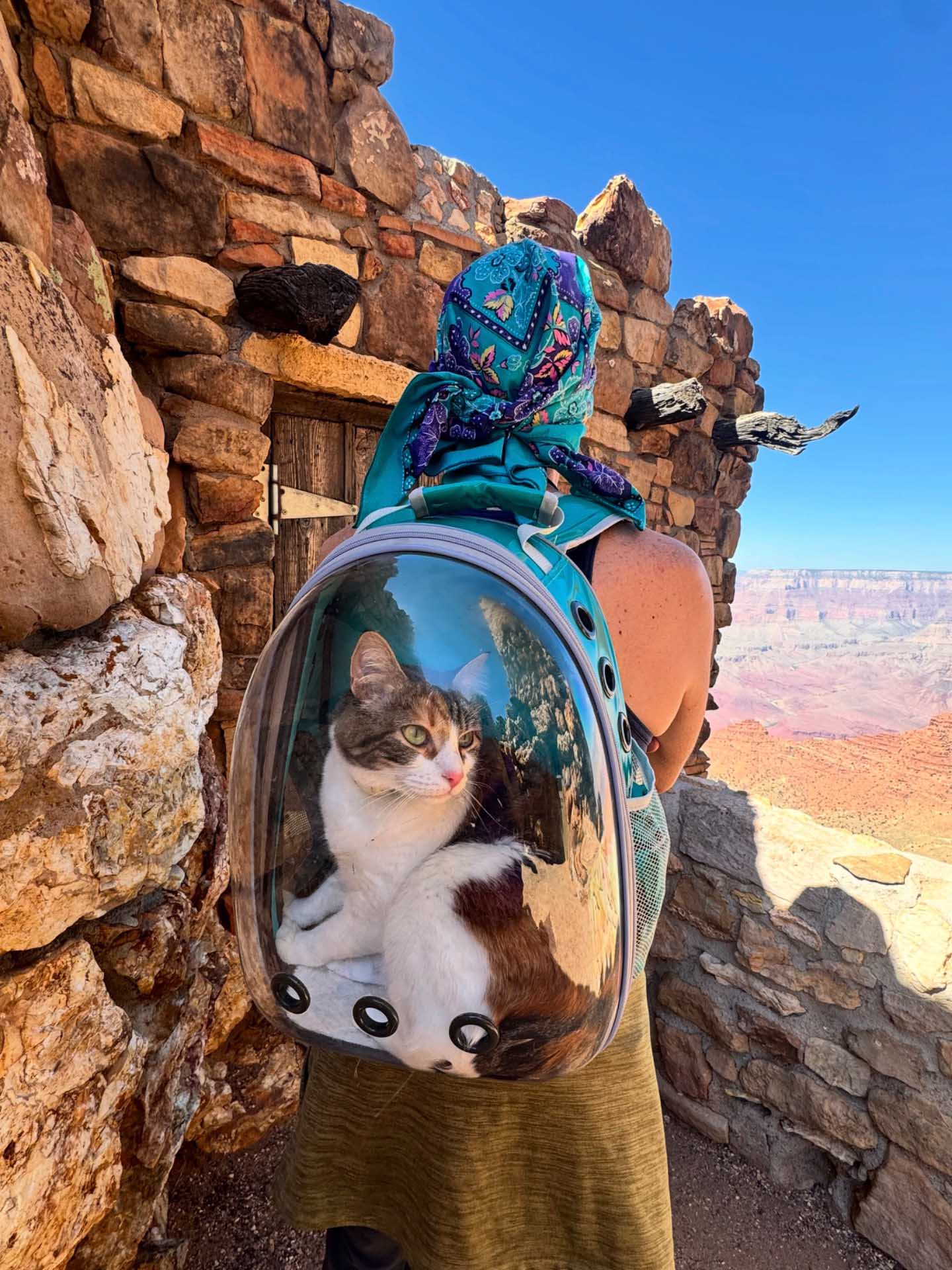 A traveller carries a tabby-and-white cat in a transparent backpack beside a stone lookout overlooking the Grand Canyon.